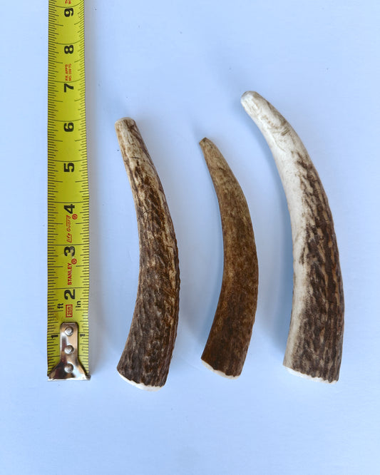 Small Elk Antler Dog Chew (3 Pack)